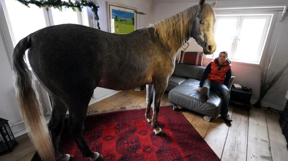 El médico  alemán Stephanie Arndt convive con un caballo desde que el huracán "Xaver" azotó al norte de su país.