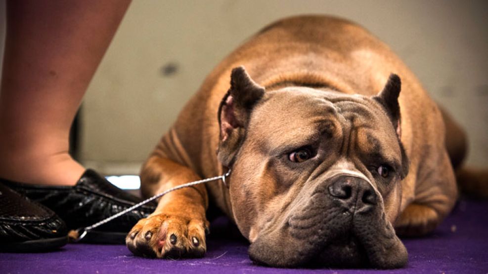 Los mejores ejemplares del mundo en el concurso canino de Westminster.