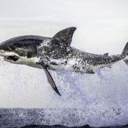 un-gran-tiburon-blanco-se-vuelve-aereo-en-la-ciudad-del-cabo-sudafrica 