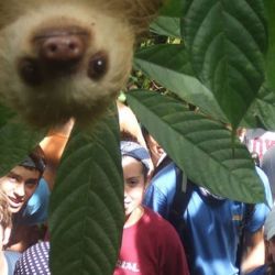 un-oso-perezoso-se-asoma-inesperadamente-cuando-un-grupo-de-estudiantes-se-toma-una-foto-en-costa-rica 