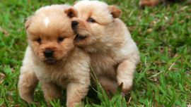 Las mascotas también festejan con torta de cumpleaños