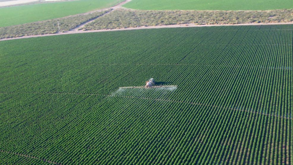 Operacion. En Mendoza cuentan con 15 mil hectáreas de tierra cultivable centrada en la variedad “Russet Burbank” de alta calidad.