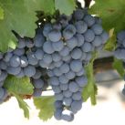 malbec-grapes-interna