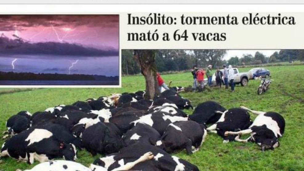 Un total de 64 vacas murieron al ser fulminadas por un rayo en Chile.