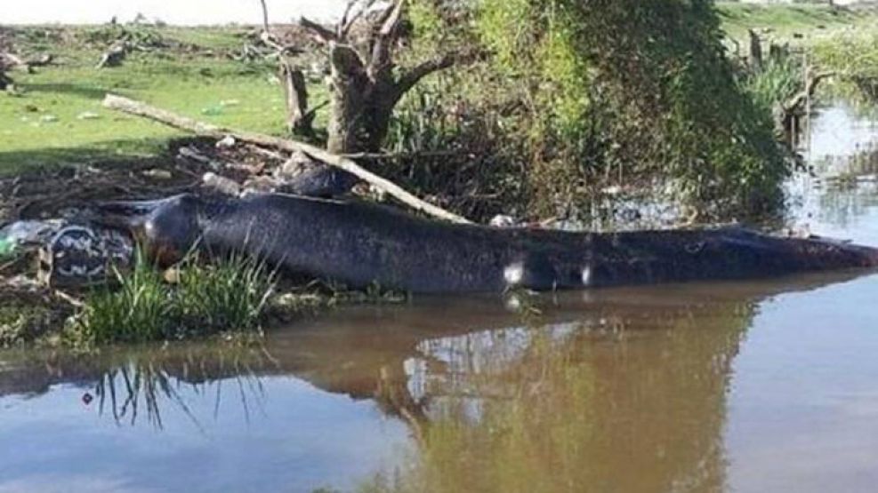Una ballena apareció muerta este lunes en el canal de Plátanos, en el partido bonaerense de Berazategui.