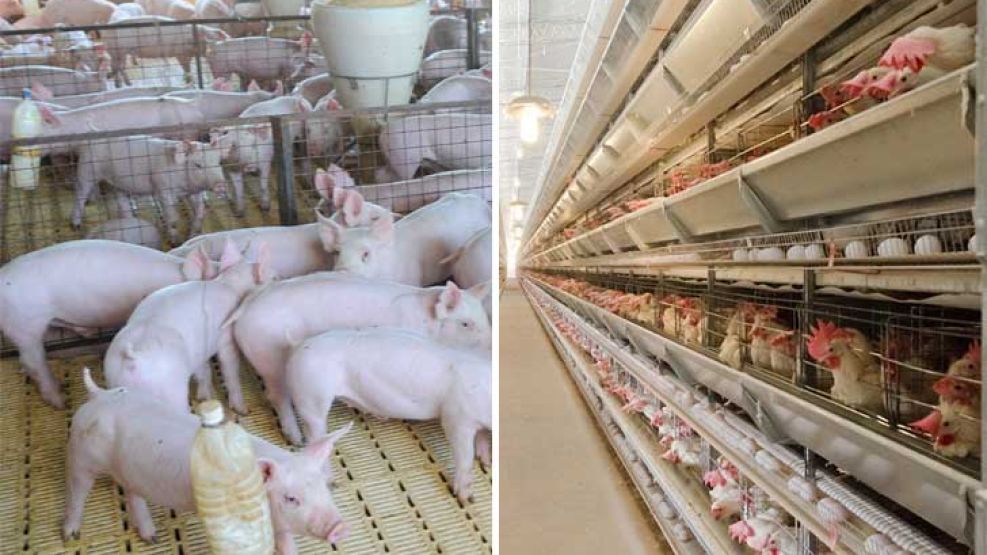 Lograr mas crías por madre. Es uno de los objetivos de la Asociación de Productores Porcinos para mejorar cada unidad productiva.