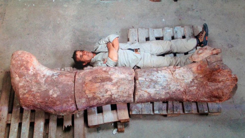 Gigantesco. El fémur del dinosaurio hallado comparado con el técnico del MEF, Pablo Puerta. Los fósiles fueron hallados por un peón rural en el paraje El Sombrero.