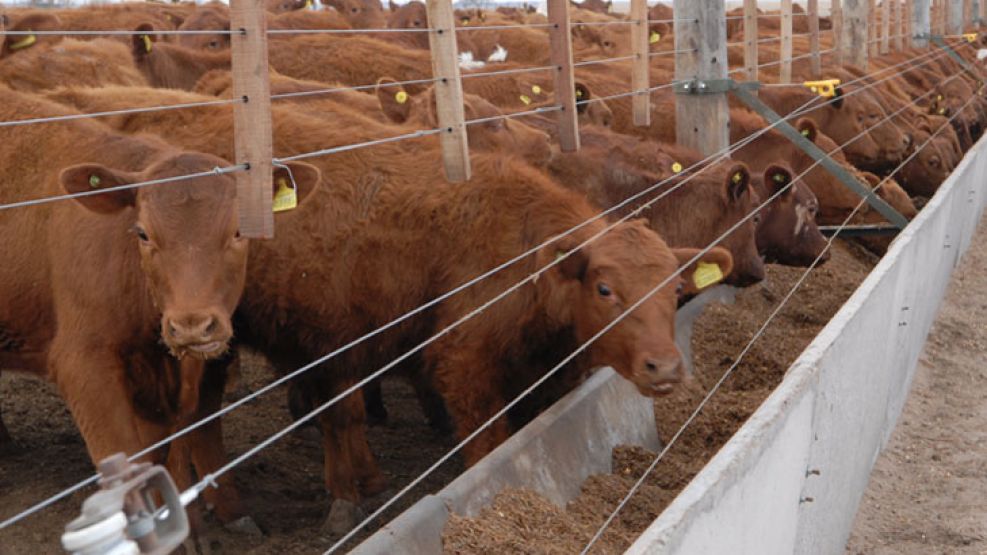 Plazo. Hay zonas del país que ya están llegando a animales de 400 kilos, cuando el promedio es 220.