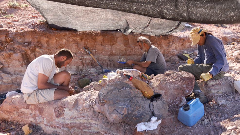 Excavación. El equipo de treinta personas trabajó más de cien días para extraer, proteger y trasladar los fósiles a Trelew. Se utilizaron retroexcavadoras y palas mecánicas y hasta se construyó un nue