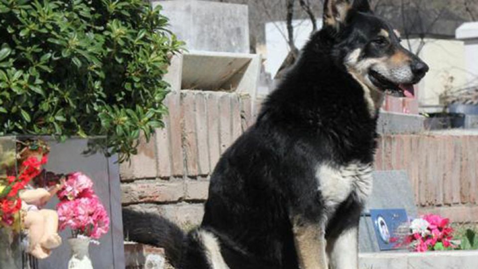 Capitan. Es una celebridad en Villa Carlos Paz. Vive en el cementerio donde está enterrado su dueño. El encargado del lugar señala la tumba de Miguel Guzmán (der.) donde duerme el can.