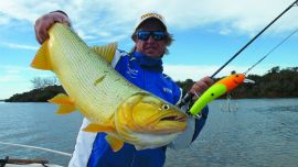 Dorado de atractivo tamaño que tomó una bananita de bait.