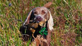 Perdiz en Tandil-037