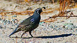 codorniz californiana