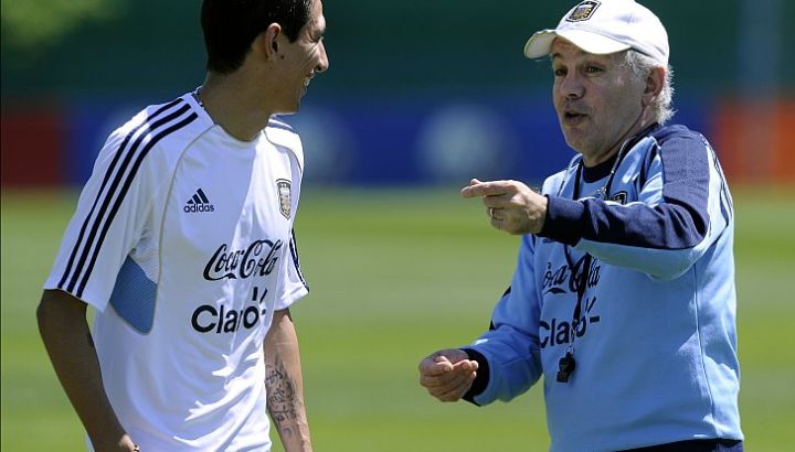 sabella