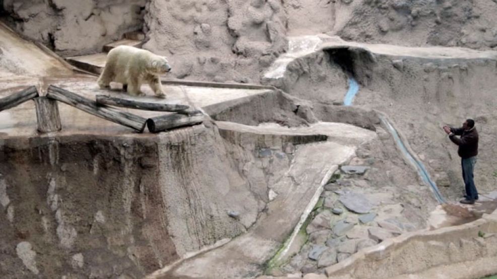 A comienzos de este año comenzó la campaña internacional para rescatar al oso polar, que sufría las altas temperaturas del verano mendocino.