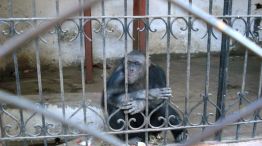 El chimpancé llegó al zoo local hace 46 años luego de haber sido abandonado por los propietarios de un circo ambulante porque el animal padecía epilepsia.