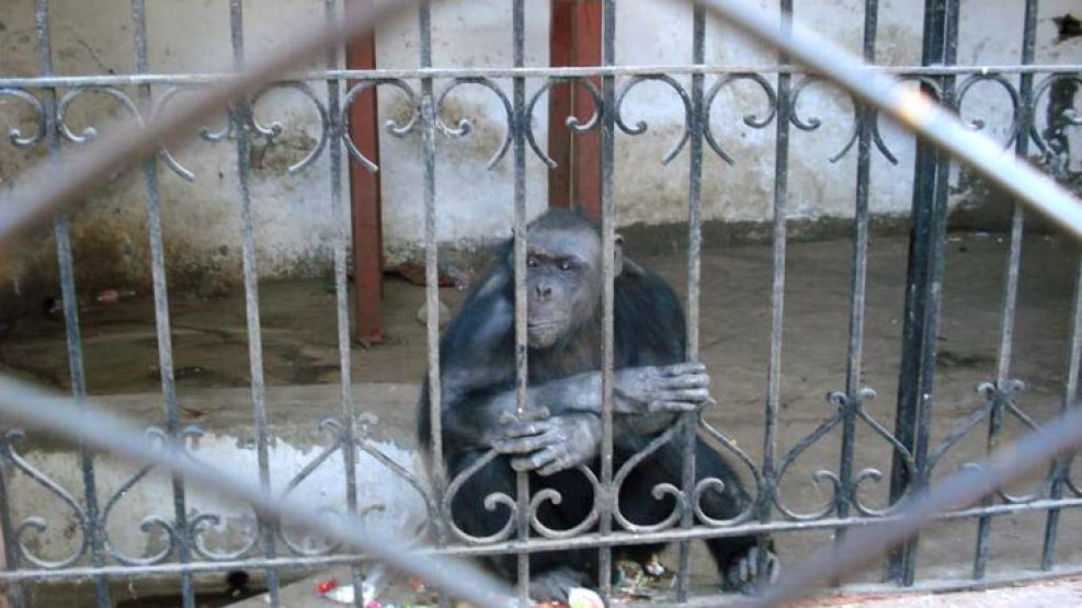 El chimpancé llegó al zoo local hace 46 años luego de haber sido abandonado por los propietarios de un circo ambulante porque el animal padecía epilepsia.