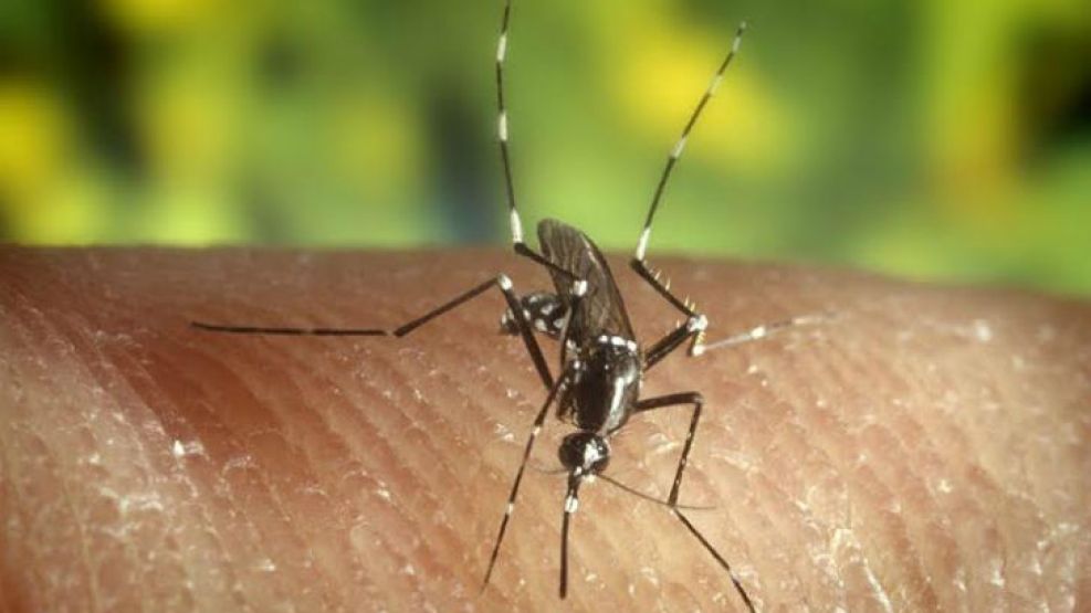 La fiebre que es transmitida a los seres humanos por dos tipos de mosquitos, uno de ellos el aedes aegypt. 