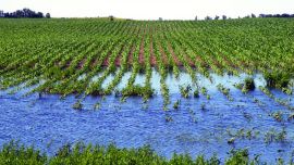 flood-corn