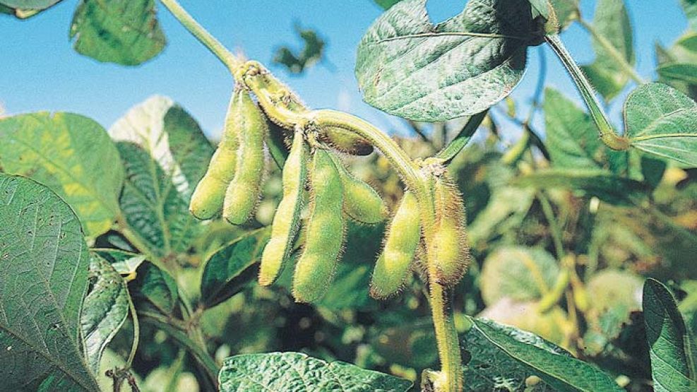 Indiferencia. El rinde necesario para “salir hecho” en el NOA obliga a producir más de 2.600 kg de soja/ha en campo propio.