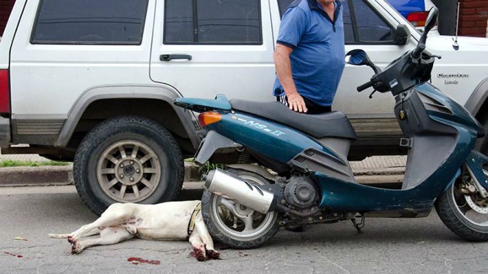 El dogo fue arrastrado varios metros a alta velocidad