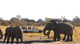 El elefante es usado para los safaris en las selvas de Munnar
