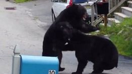 El video registra el momento de la pelea entre ambos osos