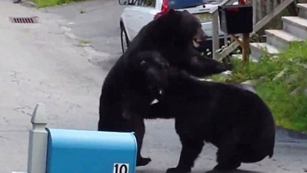 El video registra el momento de la pelea entre ambos osos