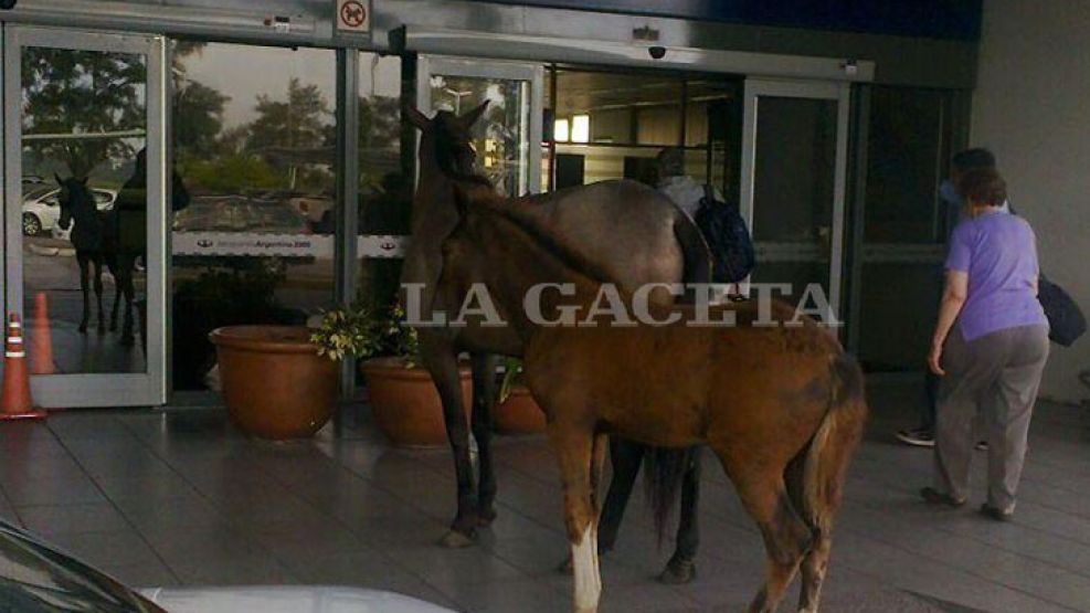 La yegua y su cría sorprendieron a los pasajeros en el aeropuerto.