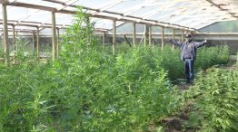 Cultivo. La Federal encontró 2.500 plantas de cannabis en unos viveros especiales en Merlo. 