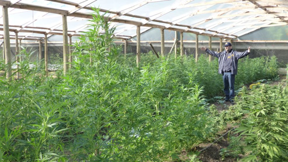 Cultivo. La Federal encontró 2.500 plantas de cannabis en unos viveros especiales en Merlo. 