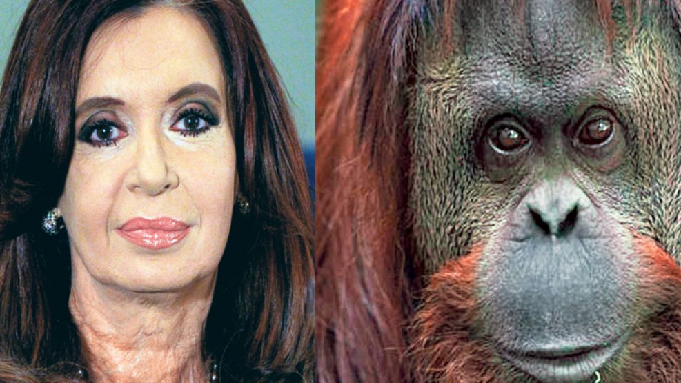 Cristina y Sandra. Presidenta y orangutana del zoo.