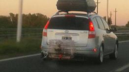 Varias fotos aparecieron en redes sociales donde se ve a sus mascotas viajando enjauladas.