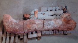 Postales. El fémur del dinosaurio hallado en Chubut y el biólogo Gabriel Rabinovich junto a la tapa de Cell.