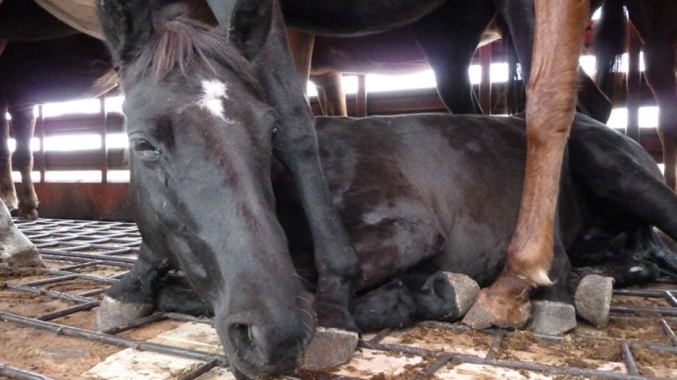 Imagen de caballos transportados cientos de kilómetros para ser procesados como carne.