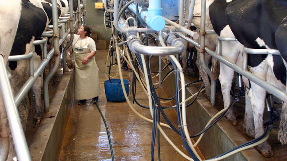 Precios. Un productor debería cobrar el 30% del valor de la leche fluida en góndola. Hoy percibe entre el 18% y el 20%.