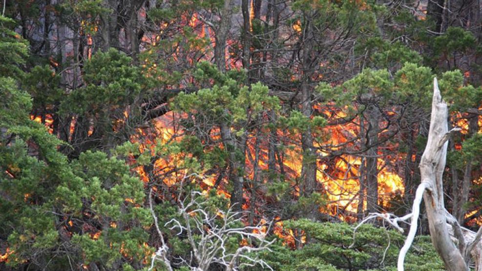 El fuego ya arrasó con unas 8500 hectáreas de bosques nativos.