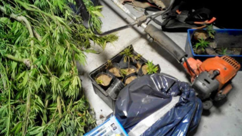 En el operativo se secuestraron 36 plantas de marihuana, 29 de ellas de tres metros de altura, y siete plantines, cuyo deshoje alcanzó 50 kilos de peso.
