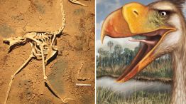 Gigante. Los restos hallados indican que se trataba de un ave de un metro veinte de altura y que pesaba 18 kg. Era un carnívoro ágil gracias a su gran pico en forma de gancho.