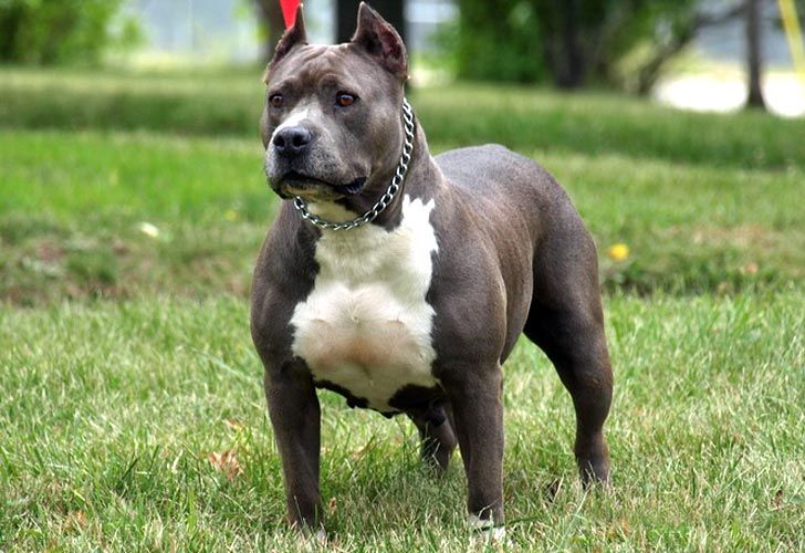 El pitbull es un perro de raza fuerte, sana, inteligente y leal