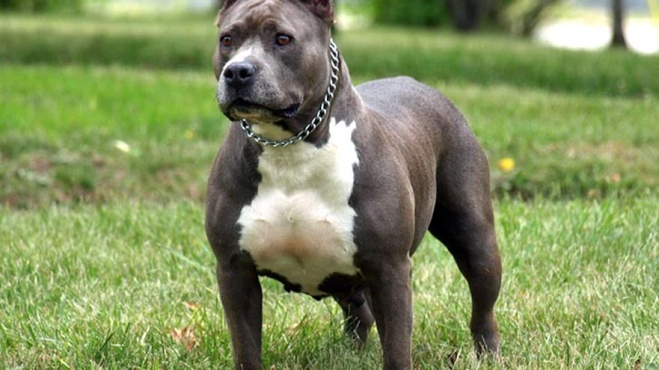 El pitbull es un perro de raza fuerte, sana, inteligente y leal, aunque también hay lugares donde lo consideran peligroso.