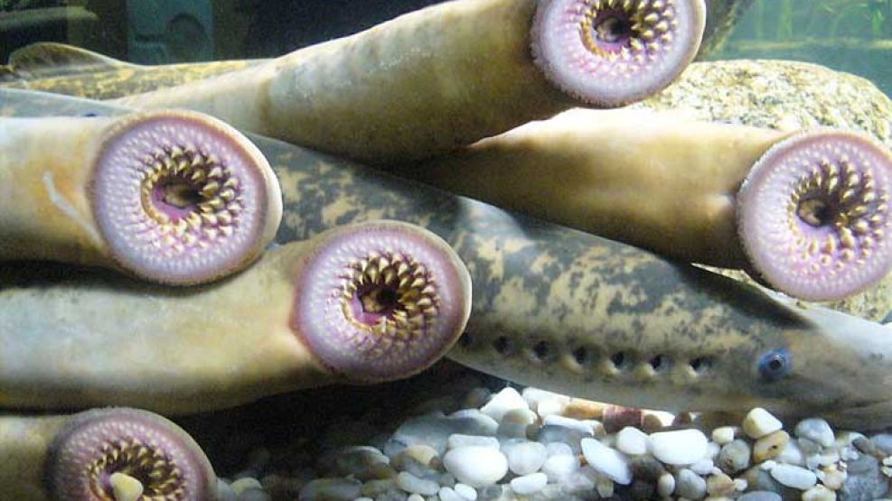 Las lampreas son una clase de peces sin mandíbula alargados que pueden llegar hasta los 40 centímetros de largo.