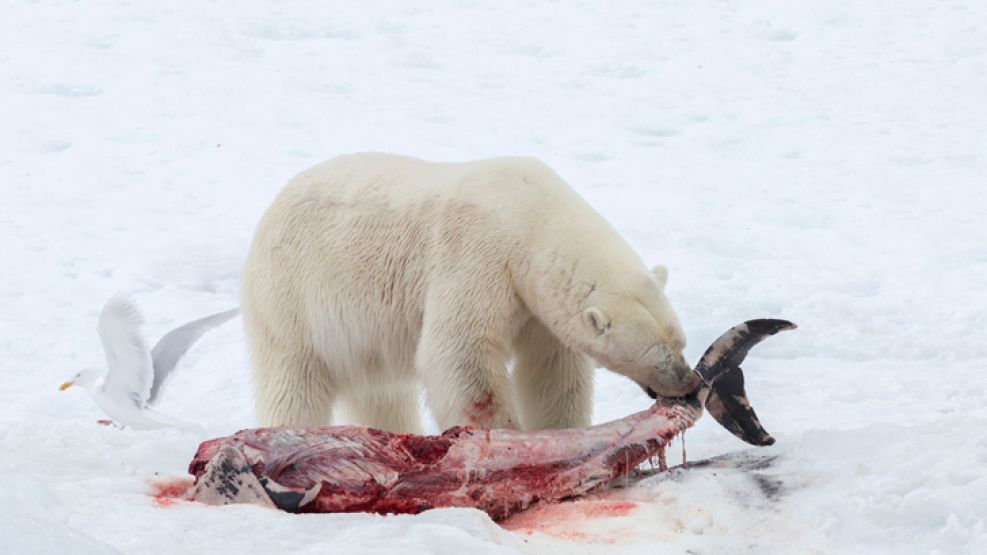 Inedito. Por primera vez se observó a un oso polar alimentándose de los restos de un delfín de pico blanco. Fue en julio de 2014. 