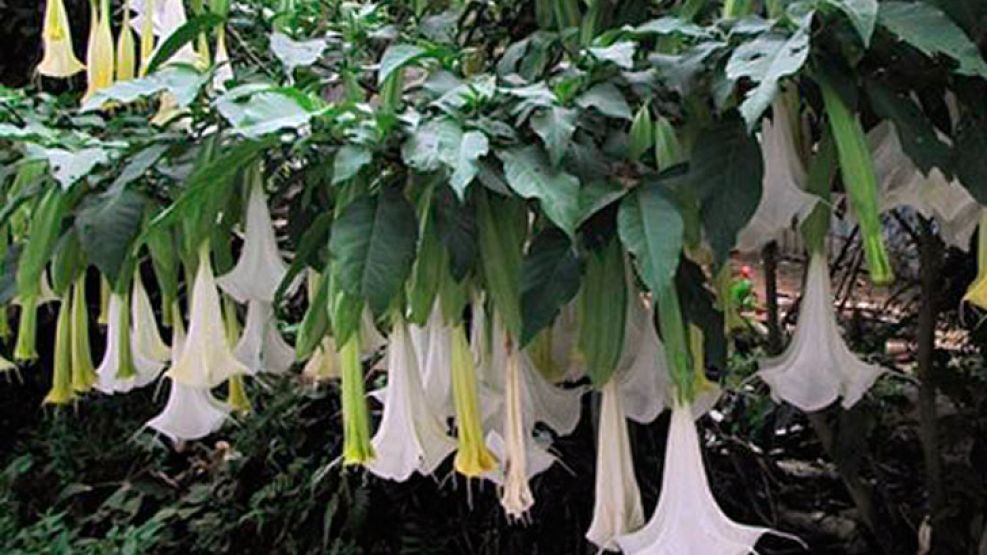 El floripondio, la planta de la que se extrae la droga conocida como "Burundanga". Fuente: La voz