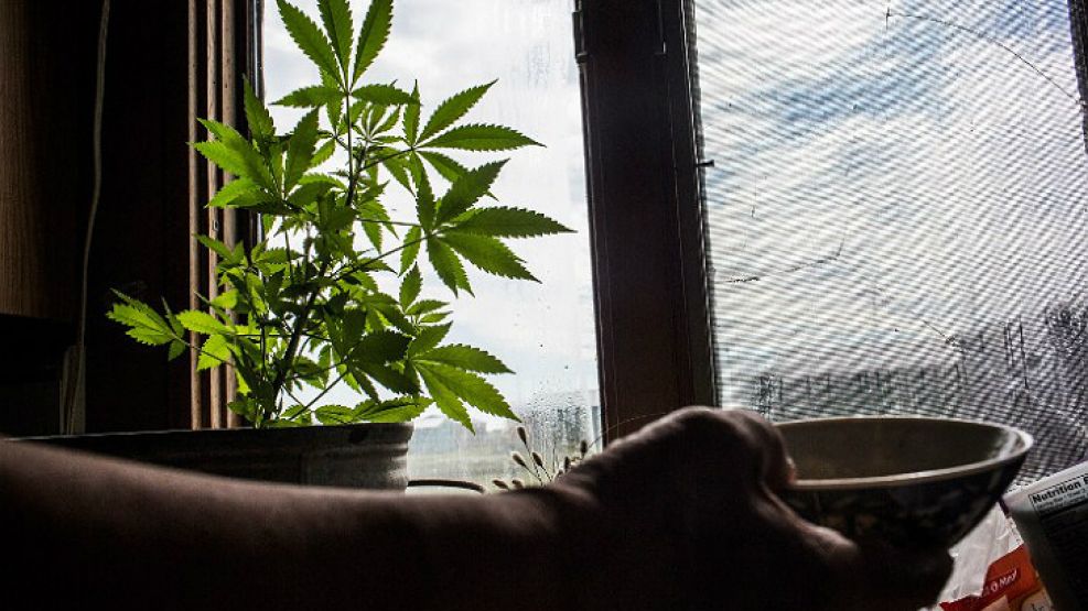 Los impulsadores de la medida buscan diferenciar el autocultivo con la "liberación"