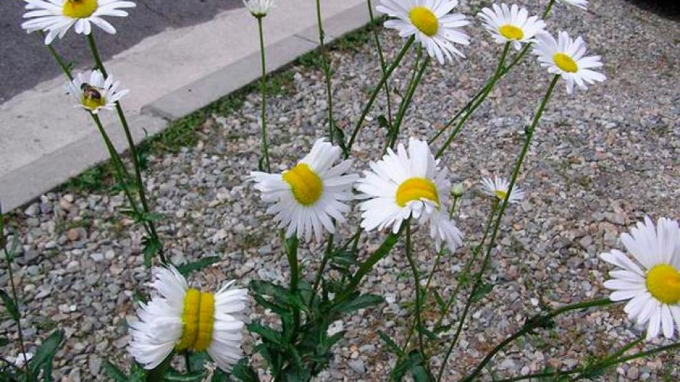 Sugieren que la mutación puede estar provocadas por radiaciones procedentes de la planta de Fukushima.