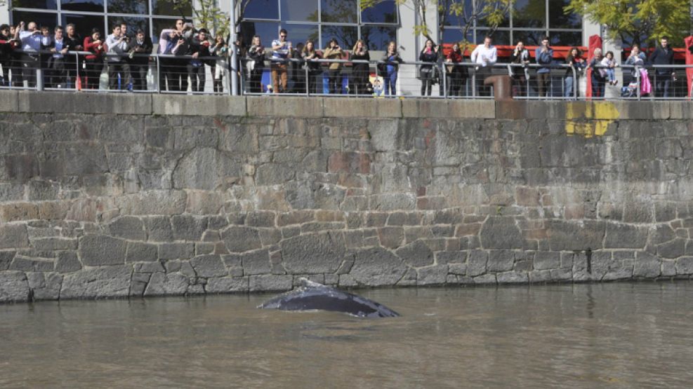 La ballena jorobada pareció ayer alrededor de las 10 de la mañana en el dique 4 de Puerto Madero.
