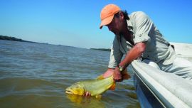 15 tips dorados