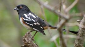 spotted_towhee
