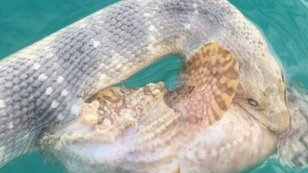 Las fotos del combate mortal entre una serpiente y uno de los peces más venenosos del mundo.